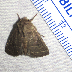 Protorthodes texicana