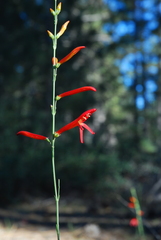 Penstemon labrosus