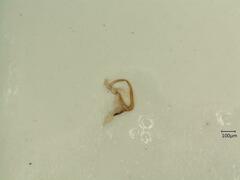 Macrosteles laevis