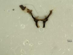 Macrosteles laevis