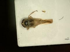 Macrosteles laevis