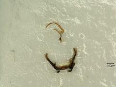 Macrosteles laevis