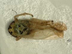 Macrosteles laevis