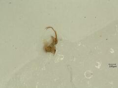 Macrosteles sexnotatus