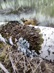 Melanohalea olivacea