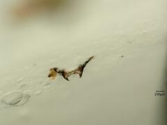 Macrosteles sexnotatus