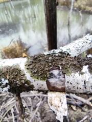 Melanohalea olivacea