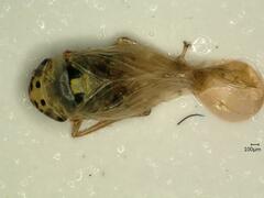 Macrosteles sexnotatus