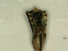 Macrosteles