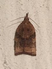 Platynota flavedana