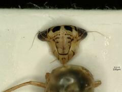Macrosteles