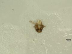 Psammotettix confinis