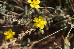 Helianthemum ruficomum