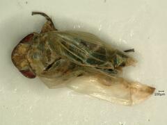 Psammotettix confinis