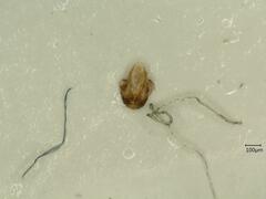 Psammotettix confinis