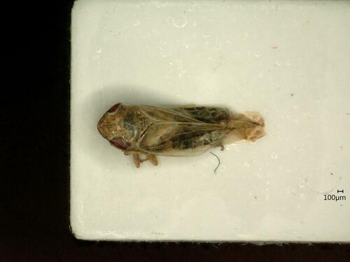 Psammotettix confinis