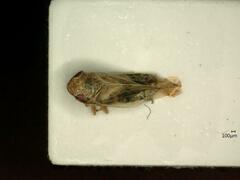 Psammotettix confinis