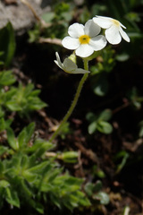 Androsace chamaejasme