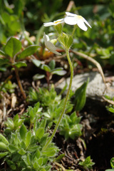 Androsace chamaejasme