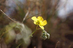 Helianthemum ruficomum