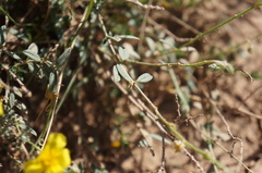 Helianthemum ruficomum