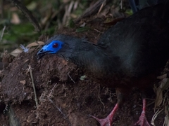 Chamaepetes goudotii