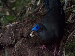 Chamaepetes goudotii