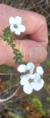 Adenandra obtusata