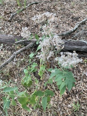 Eupatorieae