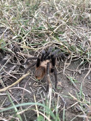 Aphonopelma anax