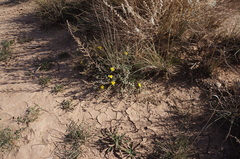 Helianthemum ruficomum