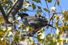 Acridotheres cristatellus