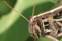 Schistocerca americana