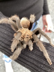 Aphonopelma anax