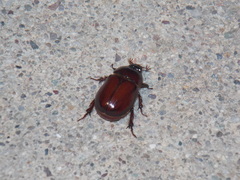 Oxygrylius ruginasus