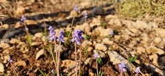 Muscari parviflorum