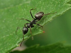 Formica fusca