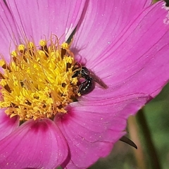 Ceratina