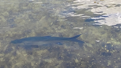 Megalops atlanticus
