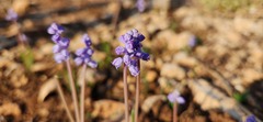 Muscari parviflorum
