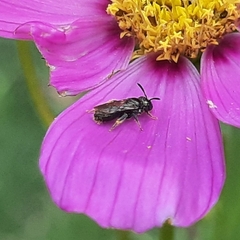 Ceratina