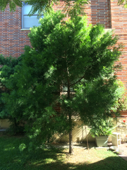 Afrocarpus gracilior