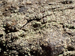 Bacidia fuscoviridis