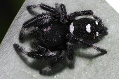 Phidippus regius