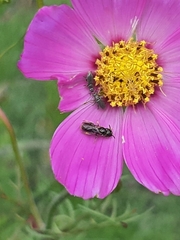 Ceratina