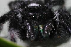 Phidippus regius