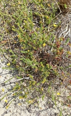 Aspalathus crassisepala