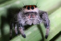 Phidippus regius