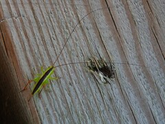 Conocephalus dorsalis