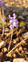 Muscari parviflorum